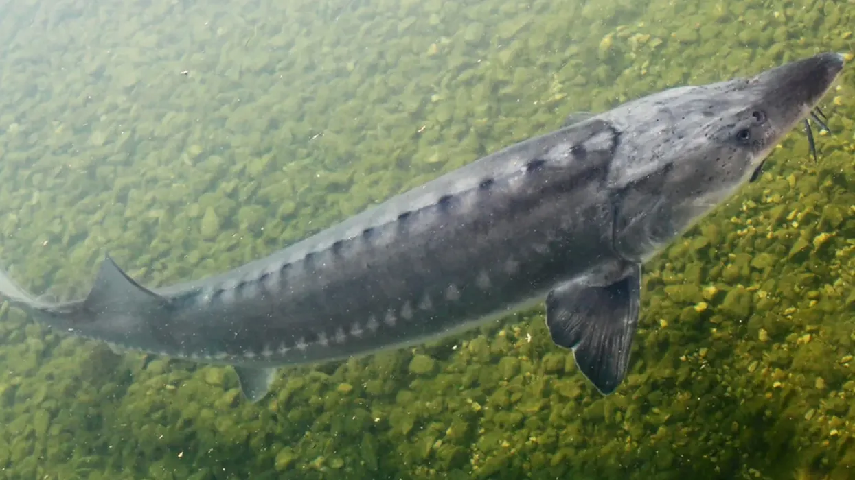 Read these lake sturgeon facts for kids about this fish found in the Danube river that is a source of caviar and tasty flesh.