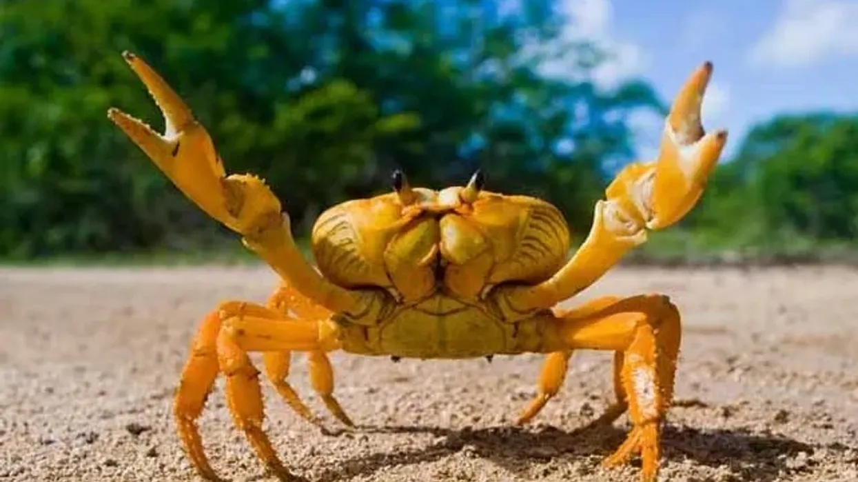 Read these land crab facts about this species that can be consumed by humans only after cleaning for days