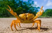 Read these land crab facts about this species that can be consumed by humans only after cleaning for days