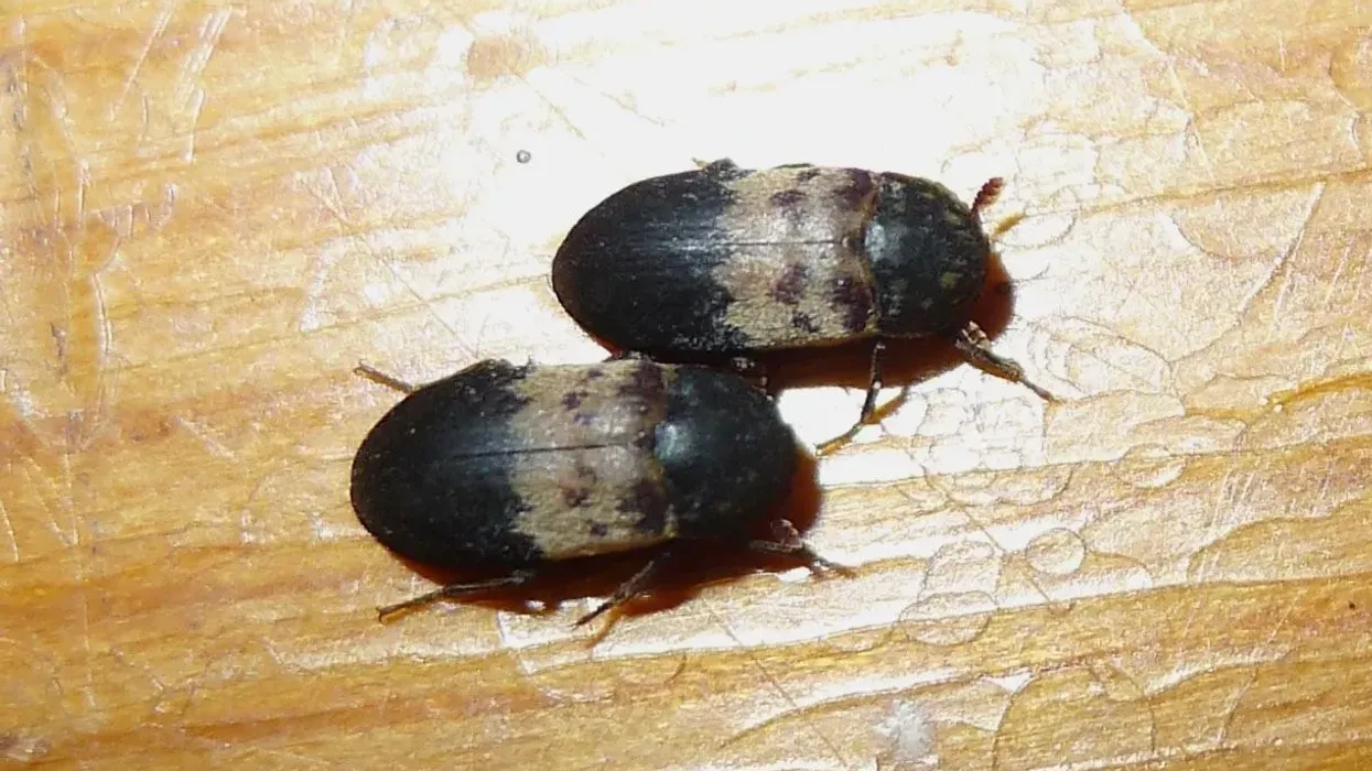 Read these larder beetle facts about these arthropods, also known as moisture bugs.