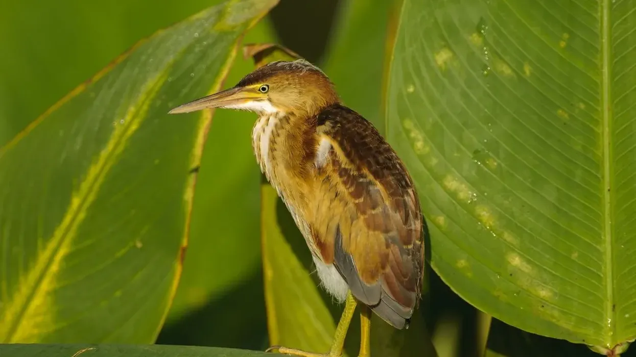 Read these Least Bittern facts about this bird that makes coo-like sounds!