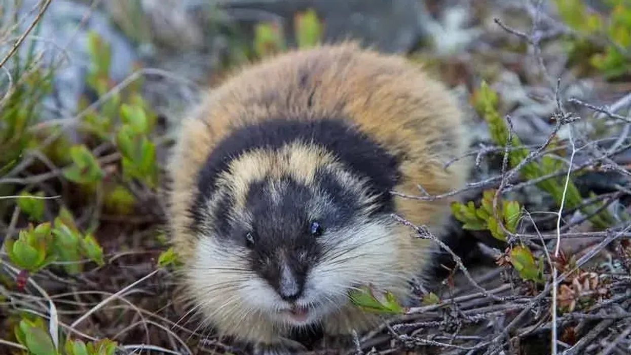 Read these lemming facts to learn all about this little rodent