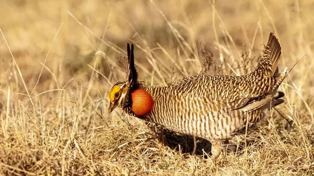 Read these lesser prairie chicken facts to learn more about this endangered species.