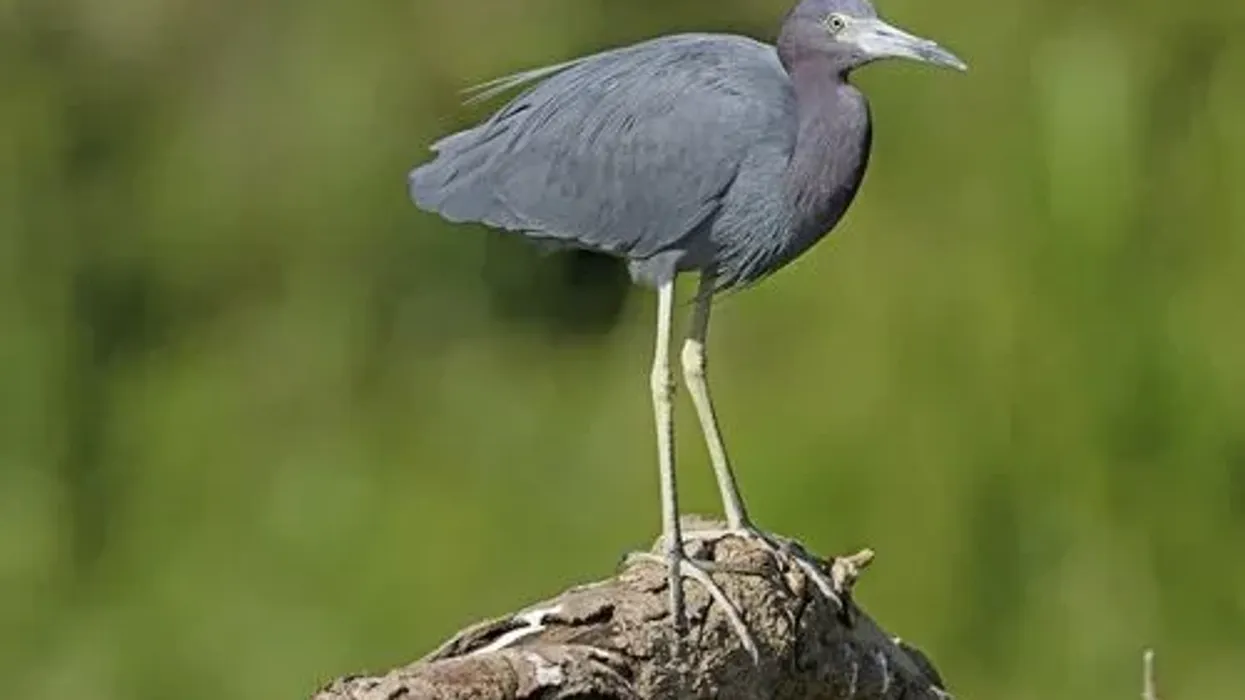Read these Little Blue Heron facts to know more about these birds of North America.