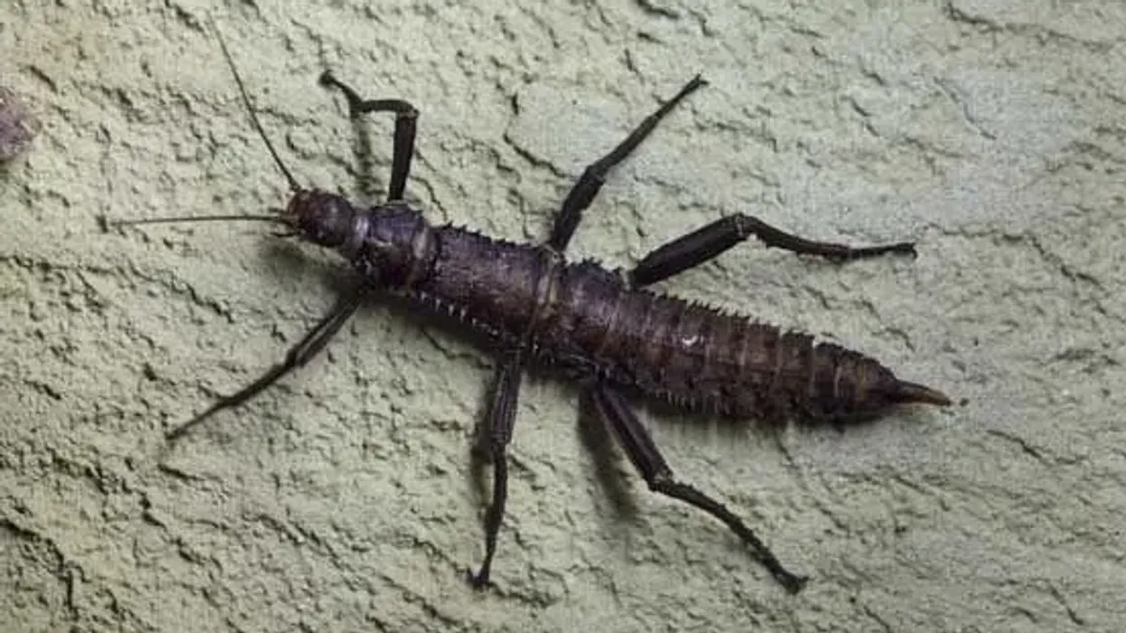 Read these Lord Howe Island stick insect facts like they are only found on Ball’s Pyramid are interesting
