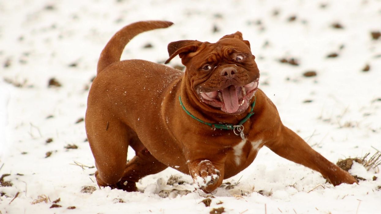 Read these mastiff facts to learn more about this goofy dog.