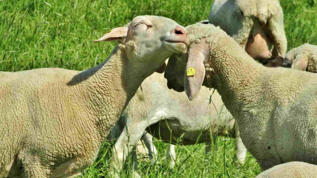 Read these Merino sheep facts about the most historically significant and commercially influential sheep breeds