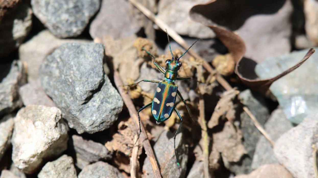 Read these Miami tiger beetle facts about the beetle that was first discovered in the 1930s in the pine rocklands range of Miami