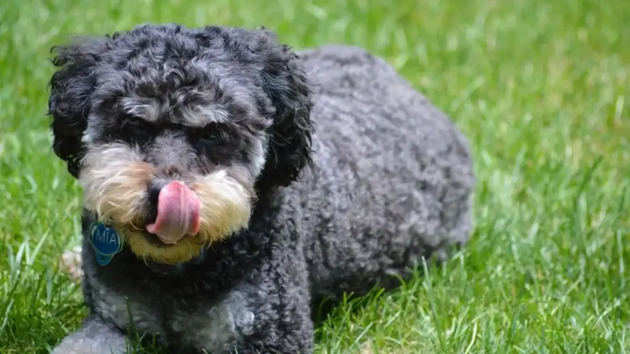 Read these mini labradoodle facts if you are looking to adopt one.