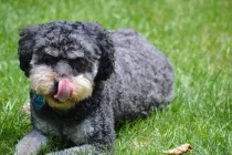 Read these mini labradoodle facts if you are looking to adopt one.