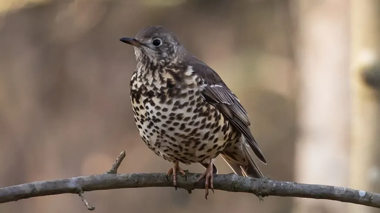 Read these mistle thrush facts about this bird found in gardens of Europe.