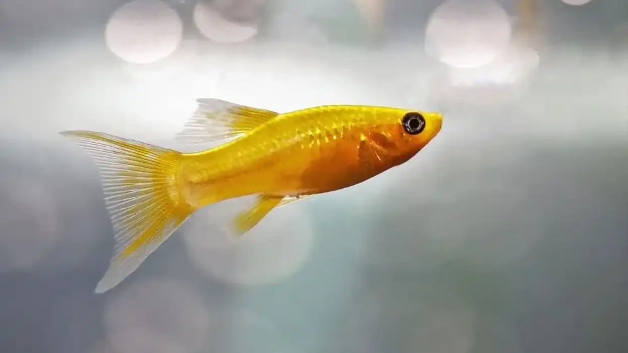 Read these molly fish facts about the fish that feeds on algae and plants.