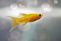 Read these molly fish facts about the fish that feeds on algae and plants.
