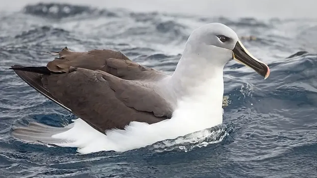 Read these mollymawk facts about the ocean dwelling gray-headed albatross (Thalassarche chrysostoma)
