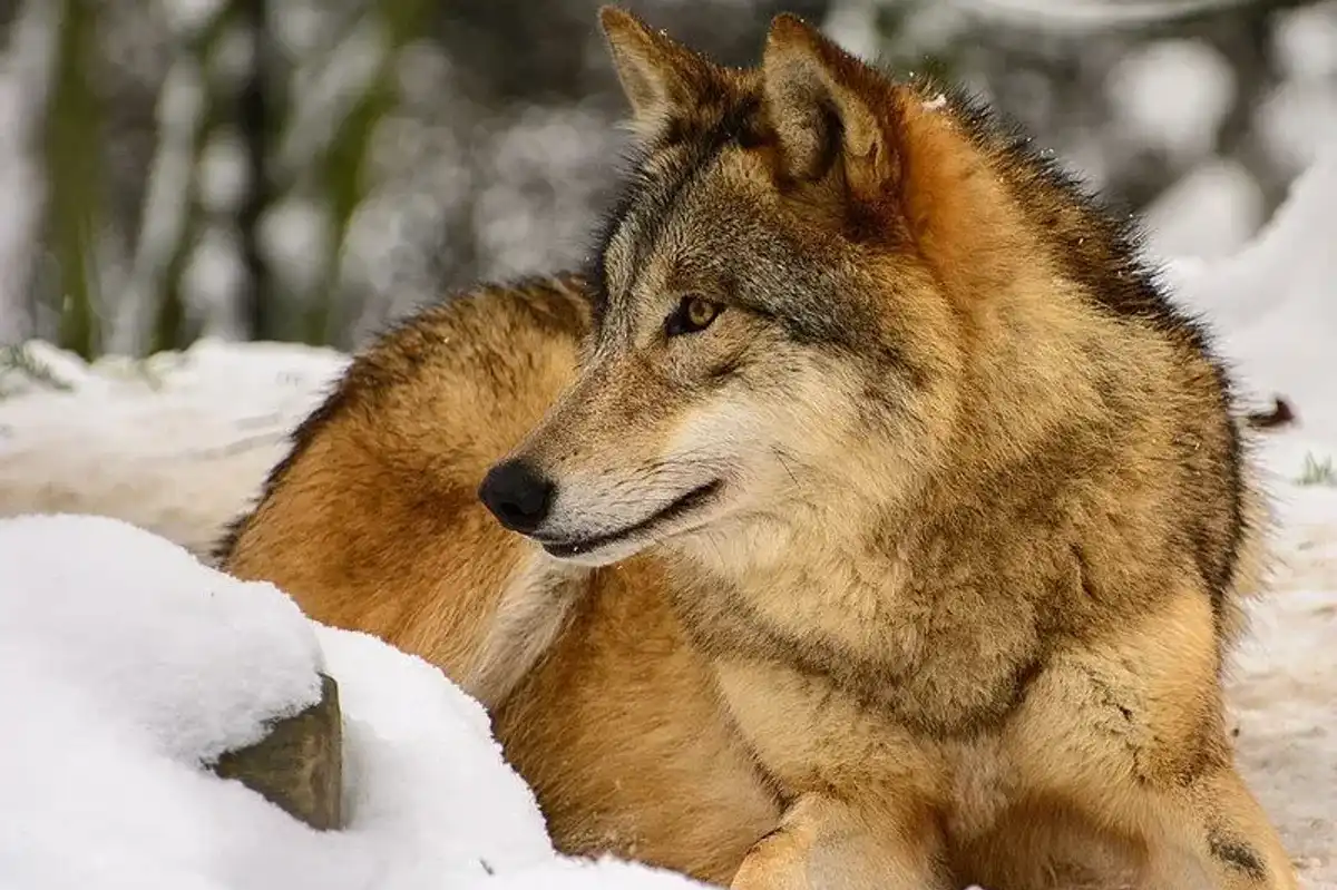 Read these Mongolian wolf facts about the magnificent subspecies of the gray wolf.