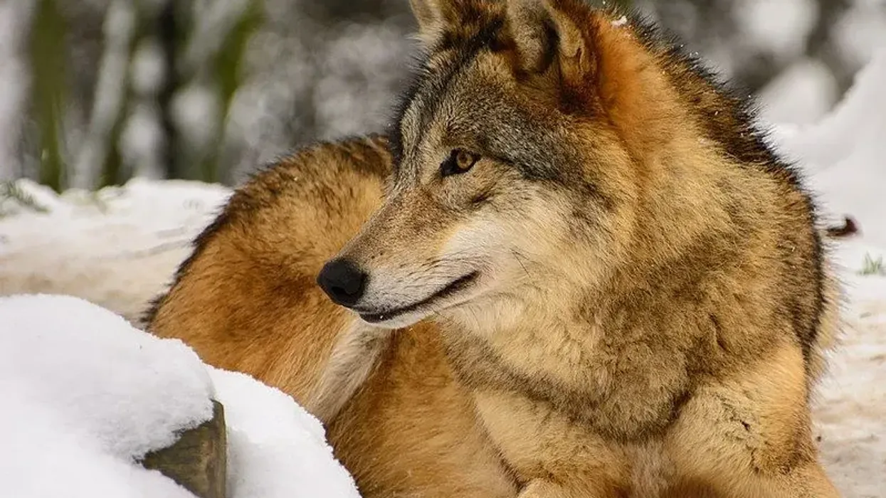 Read these Mongolian wolf facts about the magnificent subspecies of the gray wolf.