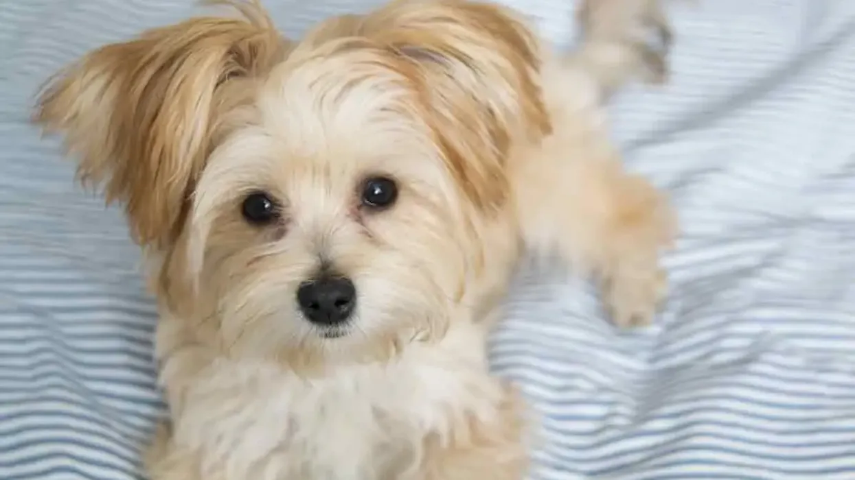 Read these morkie facts to learn more about this Maltese yorkie mix breed