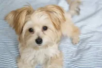 Read these morkie facts to learn more about this Maltese yorkie mix breed