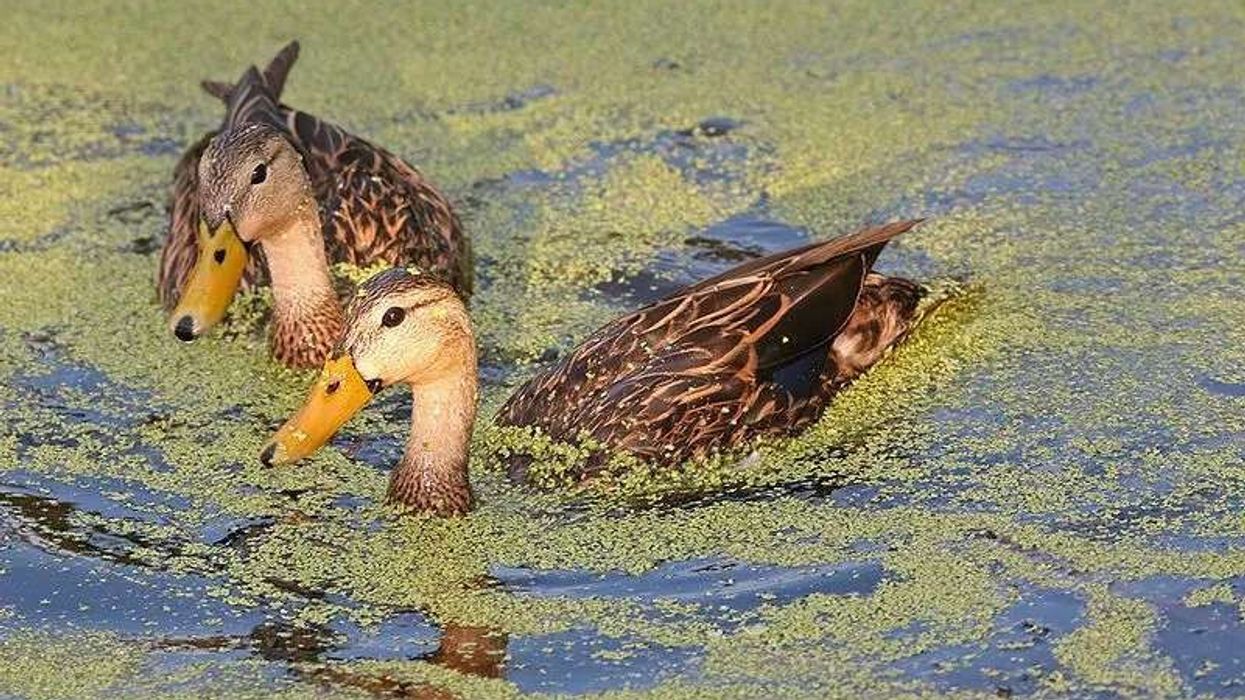 Read these mottled duck facts about birds that only pair up in the nest during the breeding season near the Texas coast.