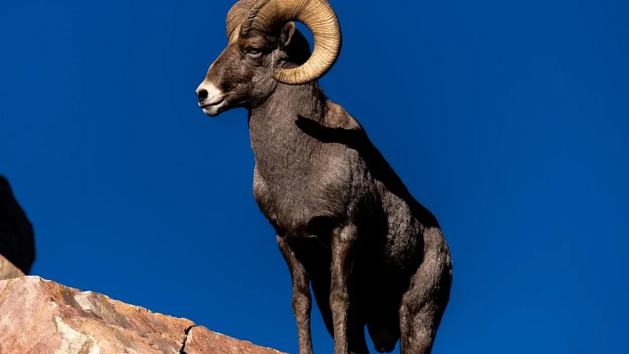 Read these Mountain sheep facts about the unbelievable mountain climbing sheep.