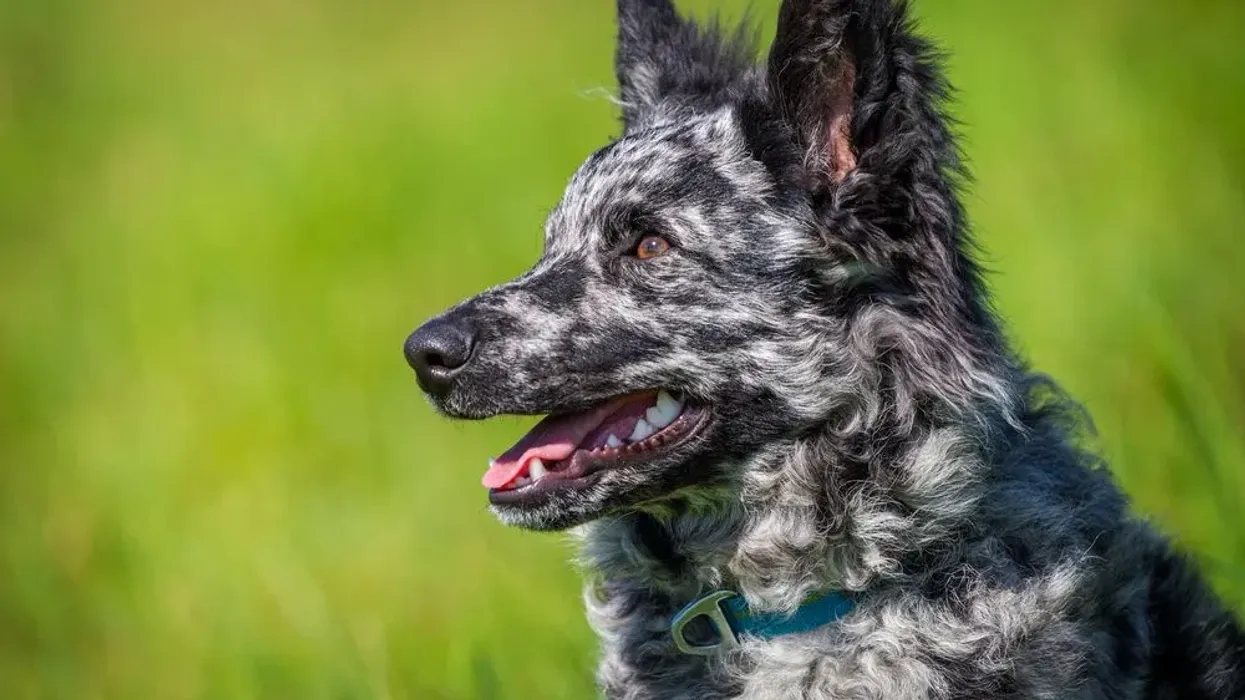 Read these mudi facts to learn about one of the famous herding breeds.