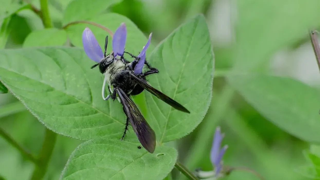 Read these Mydas fly facts about these interesting arthropods!