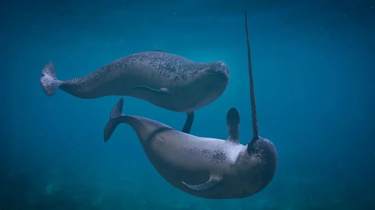 Read these narwhal facts to know more about narwhal unicorn of the sea.
