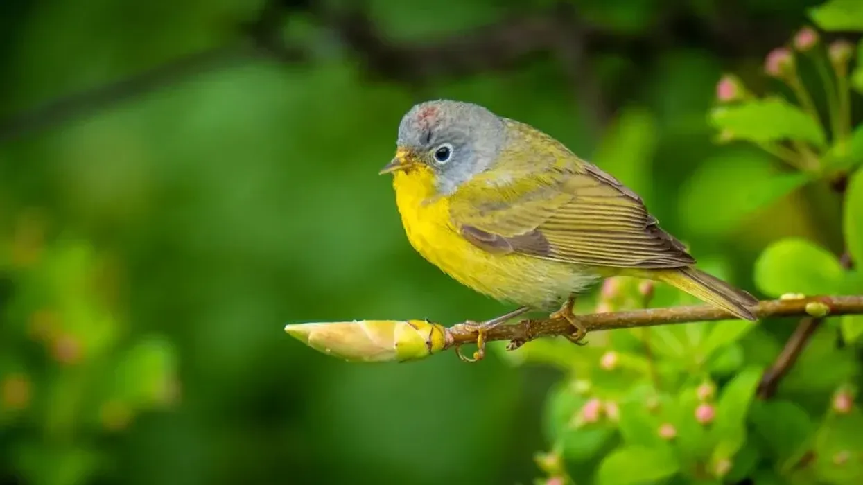 Read these Nashville warbler facts about this bird that sometimes uses porcupine plumes to build its nests.