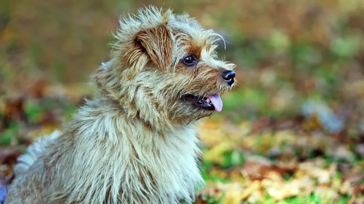 Read these Norfolk terrier facts if you wish to have one.