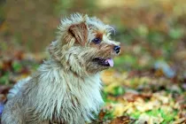 Read these Norfolk terrier facts if you wish to have one.