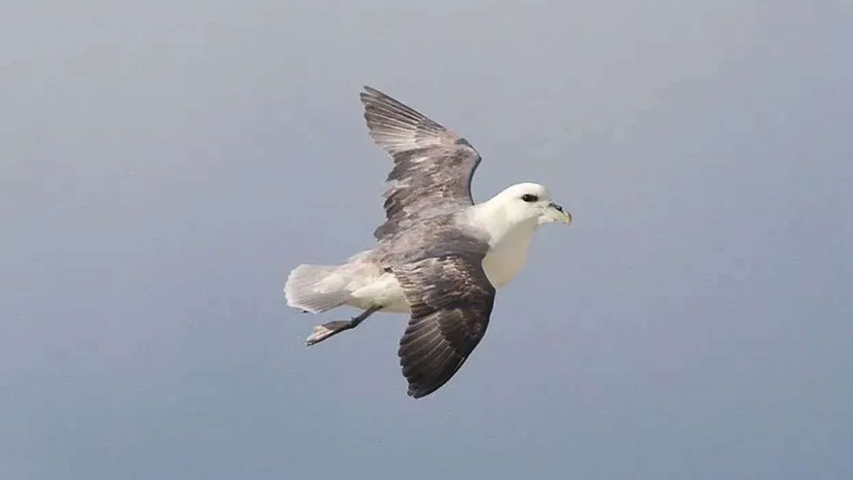 Read these northern fulmar facts about this bird that loves to fly in the open sea habitat