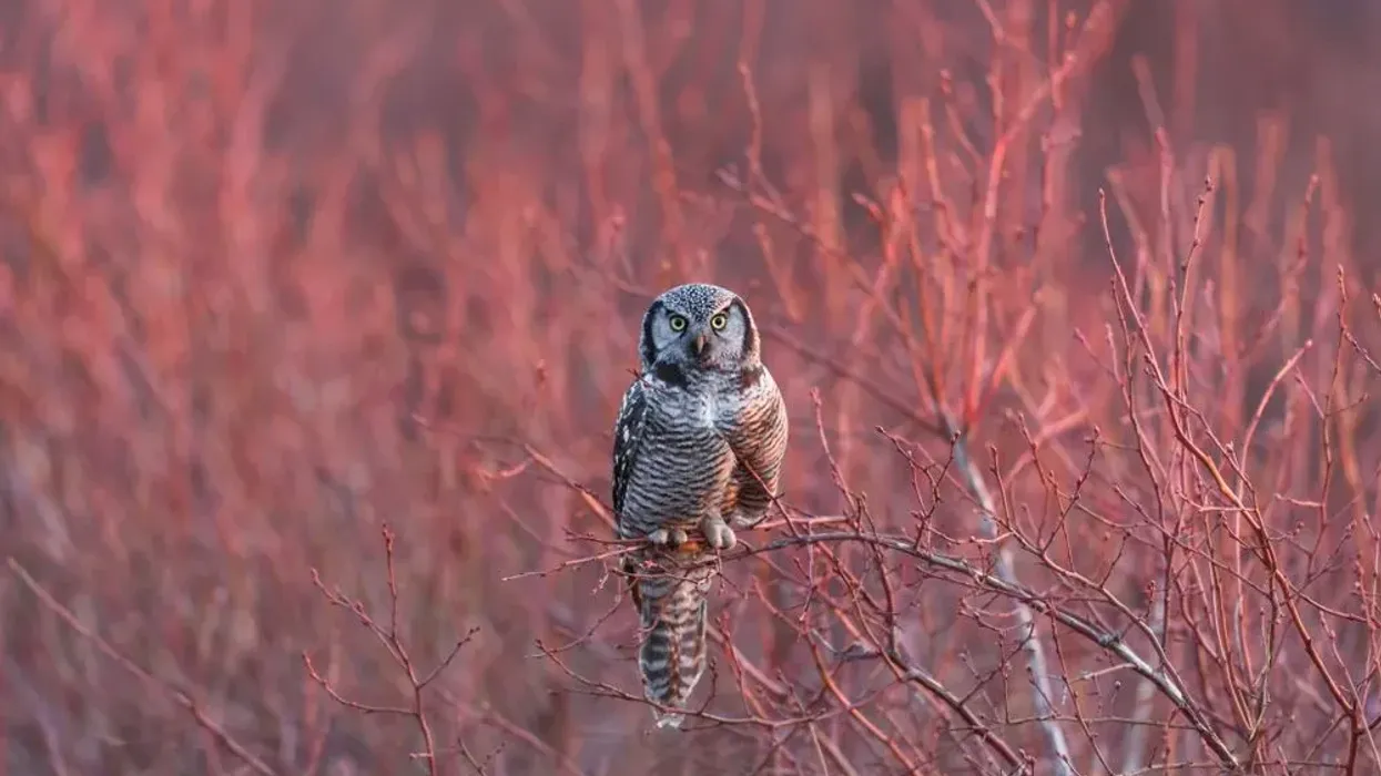Read these northern hawk owl facts about this fearless bird.