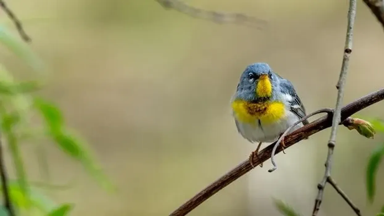 Read these northern parula facts to know more about these birds from North America
