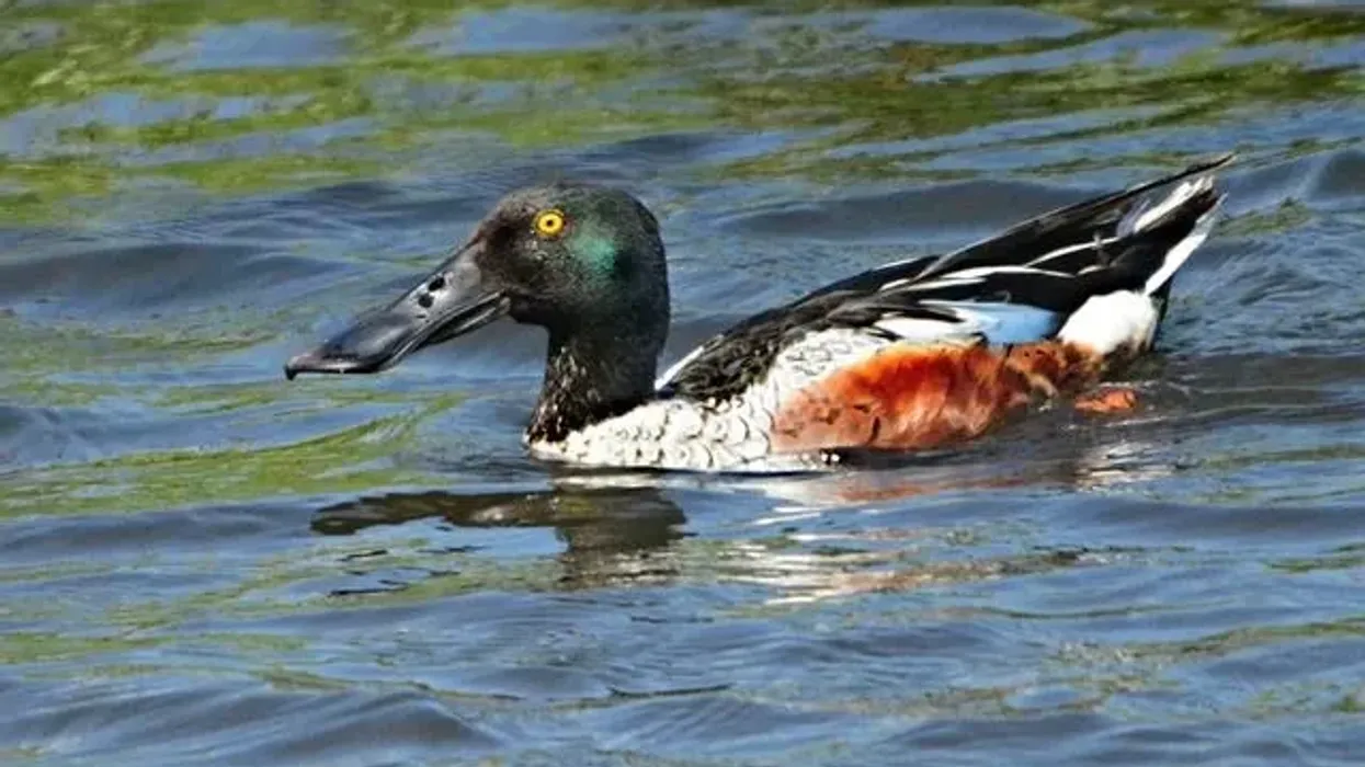 Read these northern shoveler facts about these medium-sized ducks with a dark gray bill and yellow eyes.
