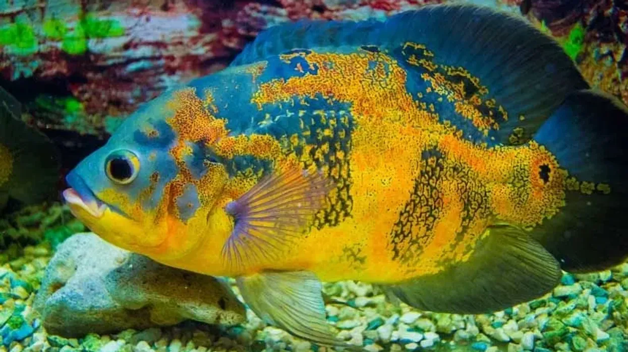 Read these Oscar fish facts to learn more about these fish