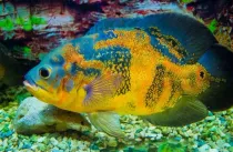 Read these Oscar fish facts to learn more about these fish