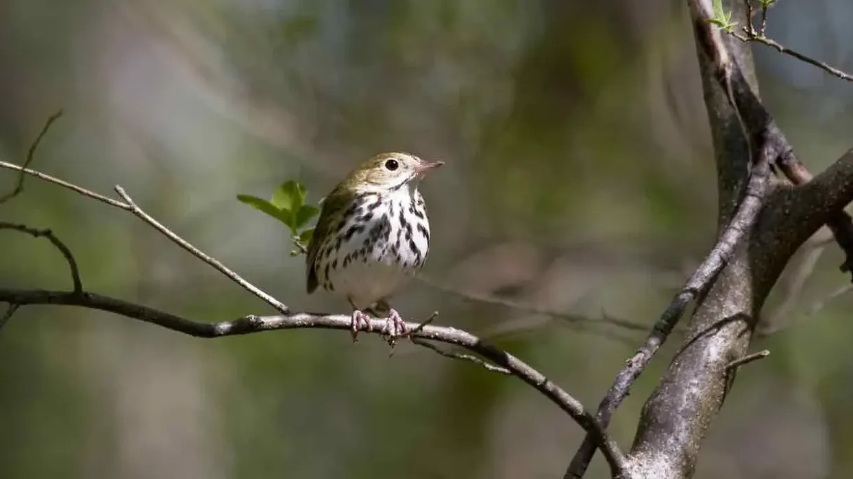 Read these Ovenbird facts to learn more about this adorable migratory bird