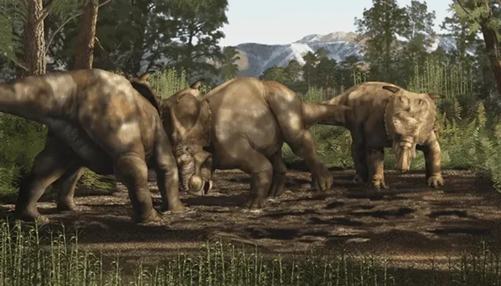 Read these Pachyrhinosaurus fun facts