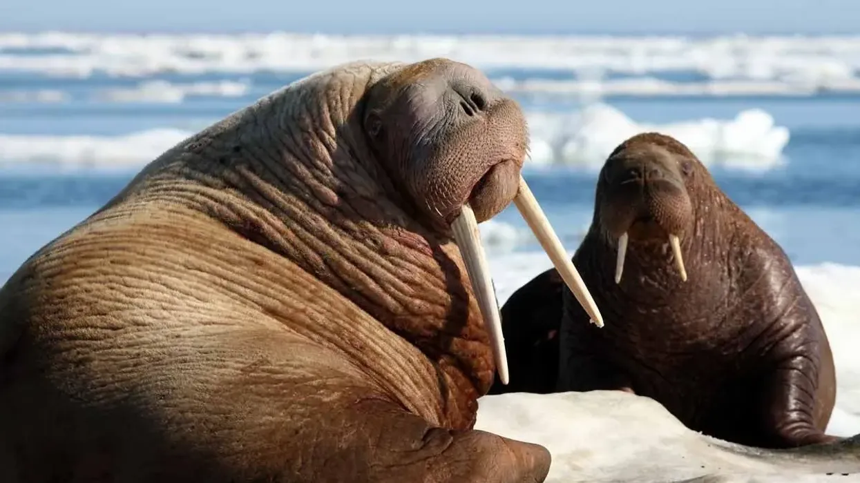 Read these Pacific walrus facts about the Pacific walrus endangered species