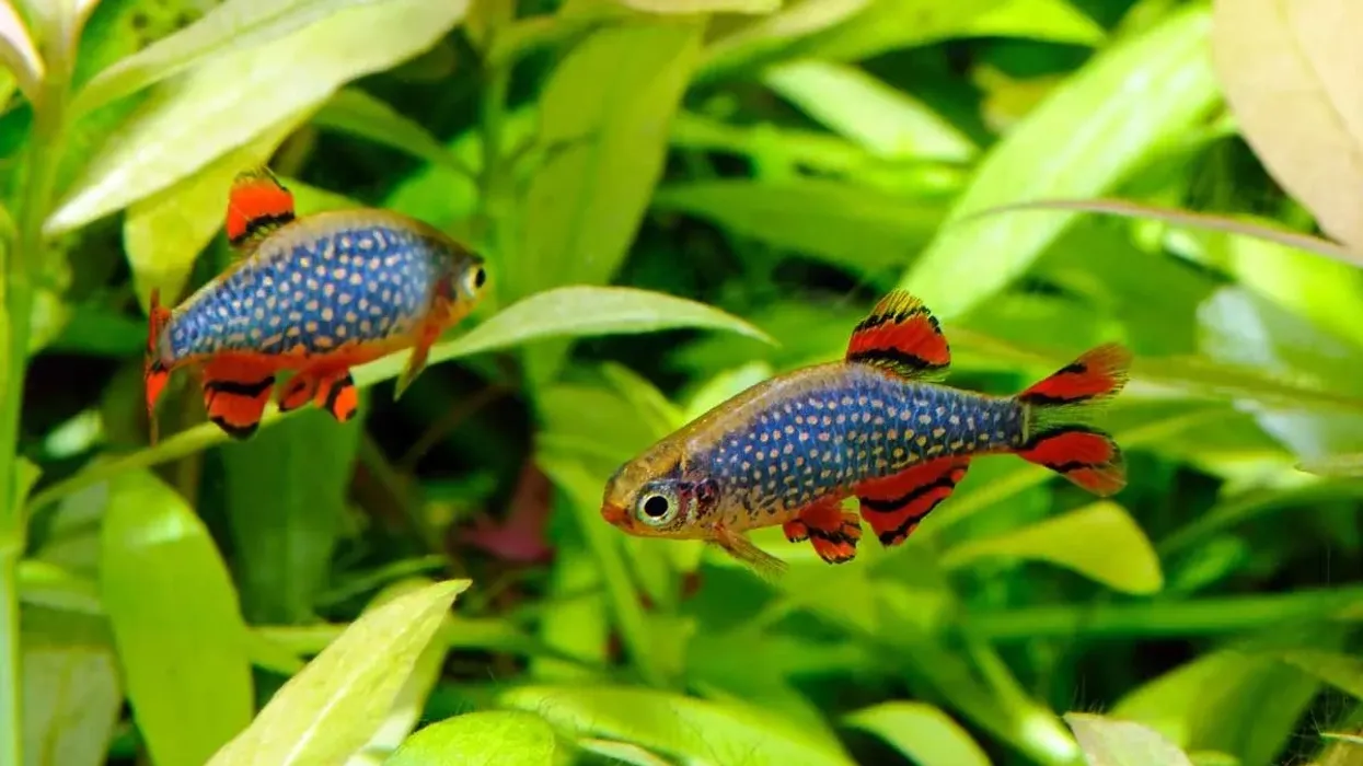 Read these pearl danio facts that will intrigue both children and adults