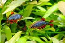 Read these pearl danio facts that will intrigue both children and adults