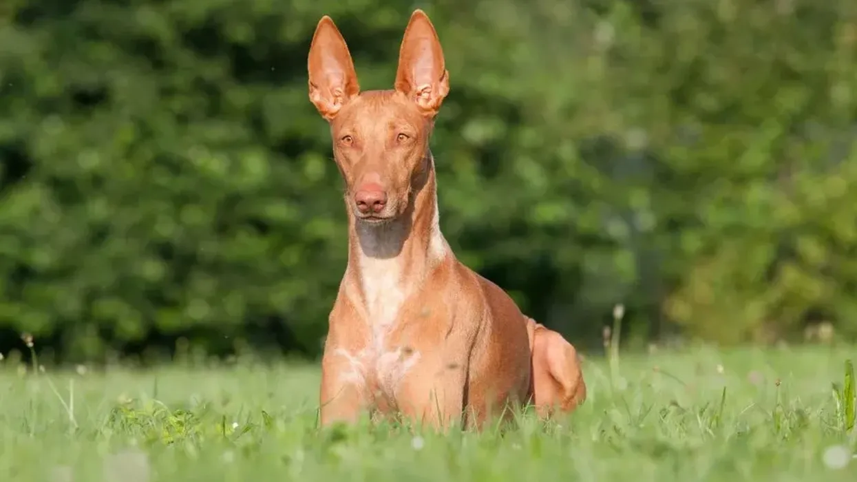 Read these Pharaoh Hound facts to learn more about these dogs