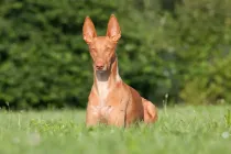Read these Pharaoh Hound facts to learn more about these dogs