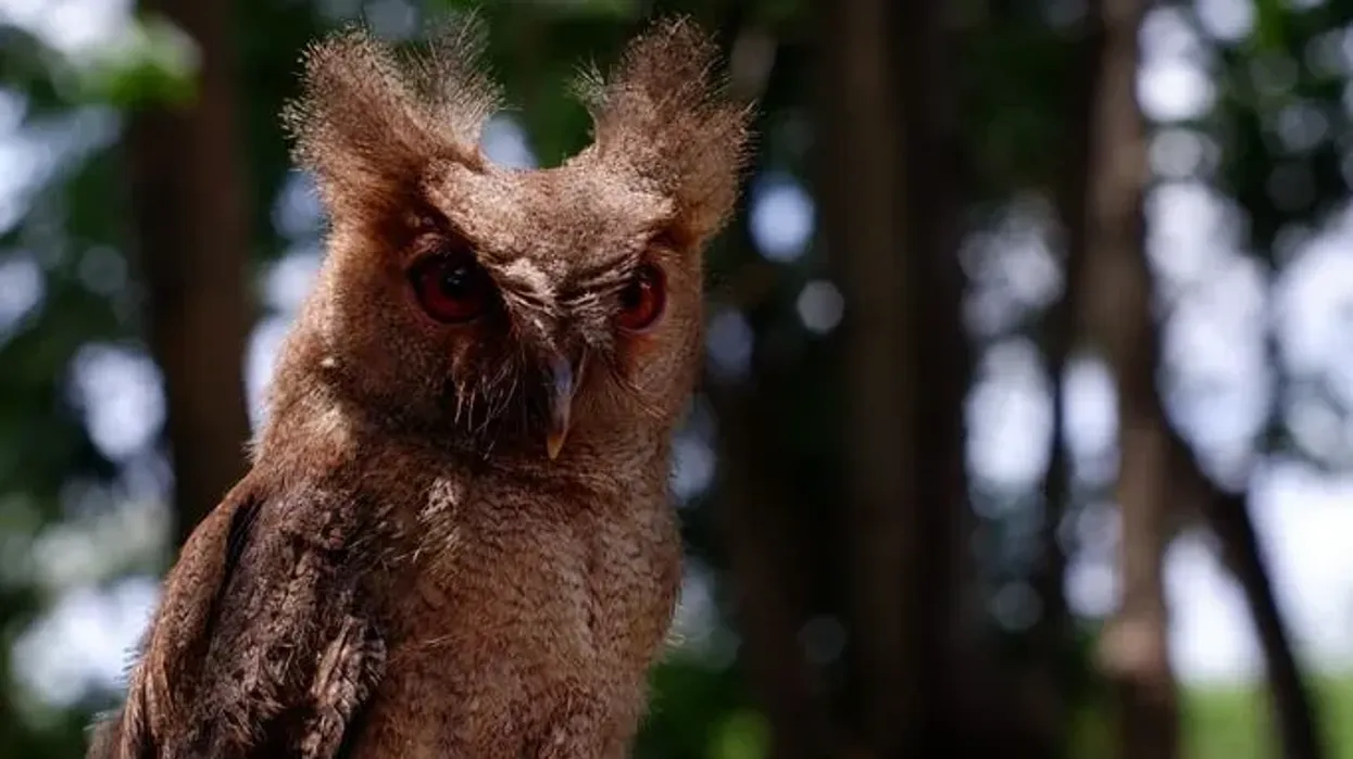 Read these Philippine scops owl fun facts.
