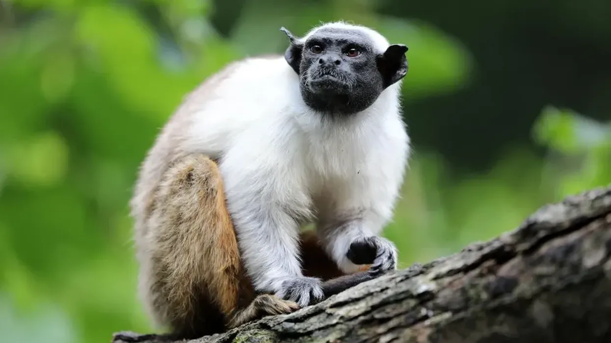 Read these Pied Tamarin facts to learn more about this monkey.