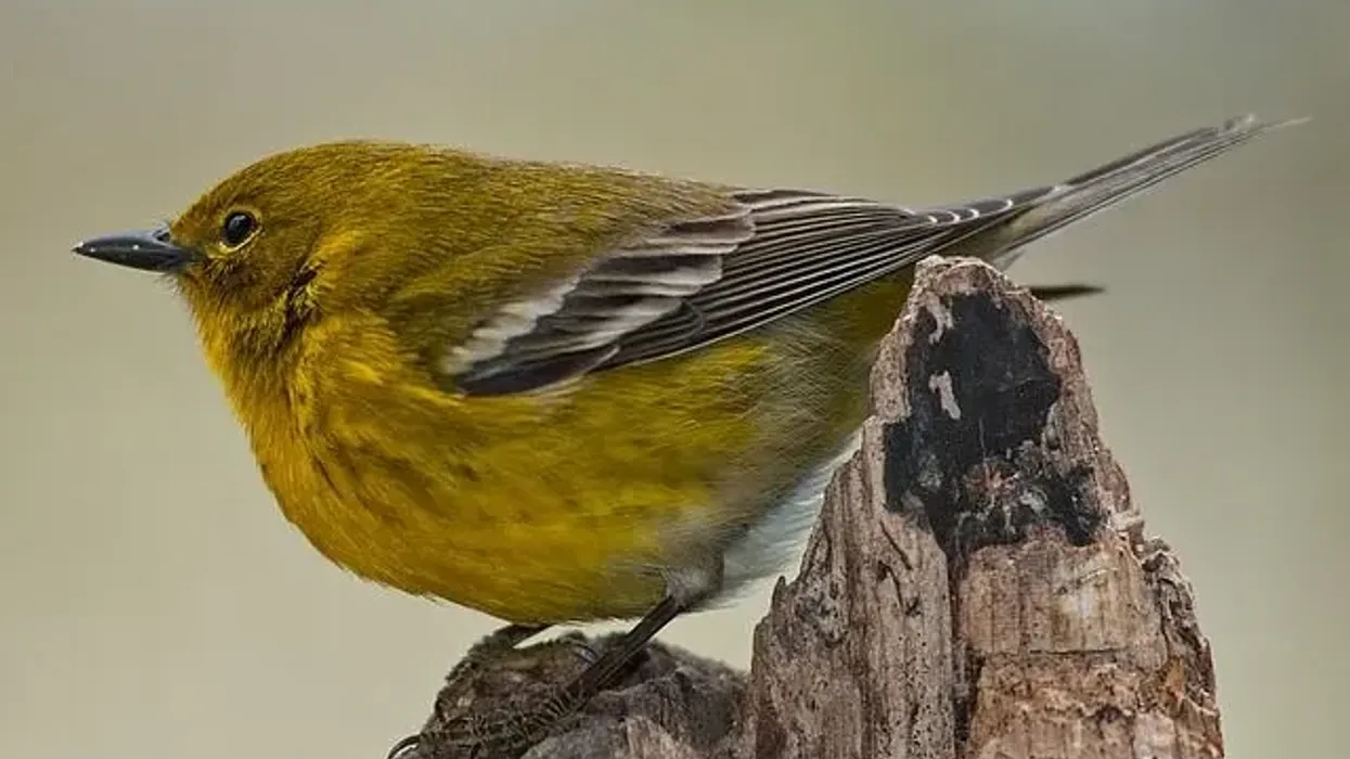 Read these pine warbler facts about these singing birds.