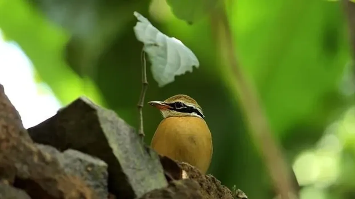 Read these pitta bird facts to learn more about the small pitta bird