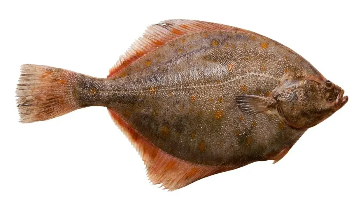 Read these plaice facts to know more before you eat these tasty fish at your favorite restaurant