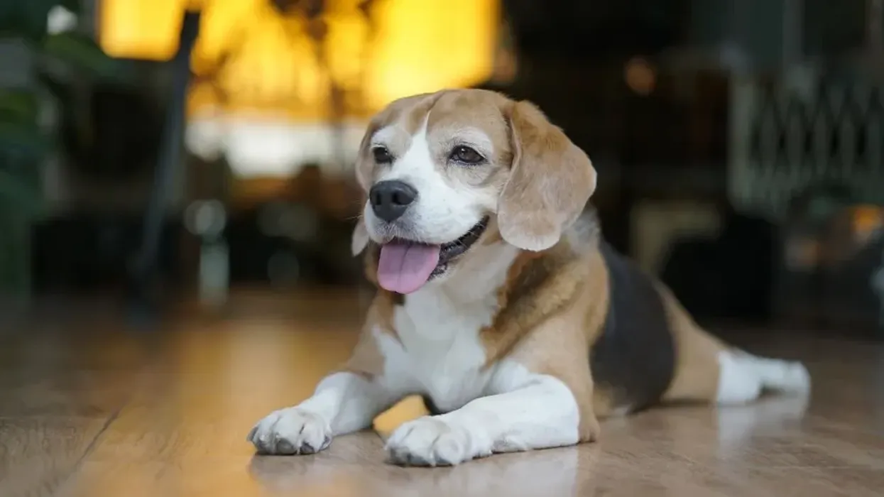 Read these pocket beagle facts to learn more about the Olde English pocket beagle.