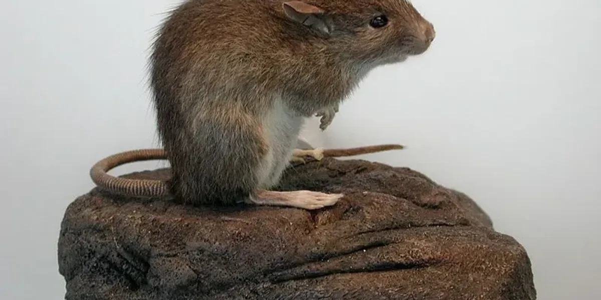 Polynesia Rat Fun Polynesian Rat Facts For Kids | Kidadl